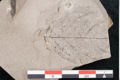 Foto (Detailansicht) von Dioclea protogaea Ettingshausen (NHMW-GEO-2024-0188-8040)